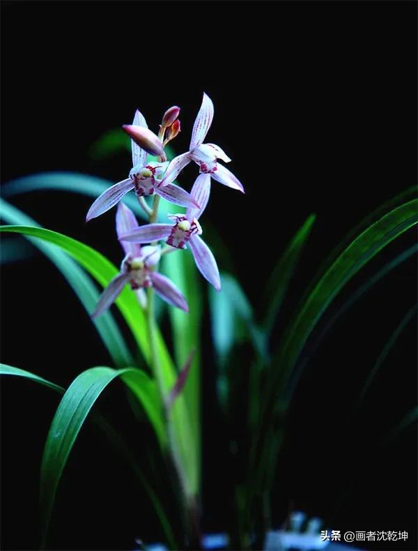 芝兰生于深谷不以无人而不芳出处,100幅历代名家兰花图值得一看再看