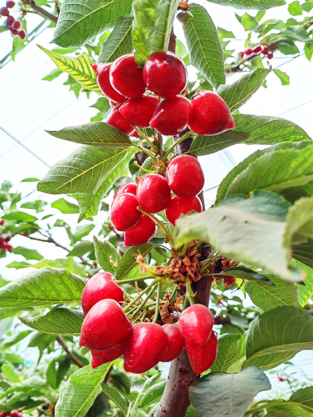 乐亭必去十大景点免费,去唐山乐亭