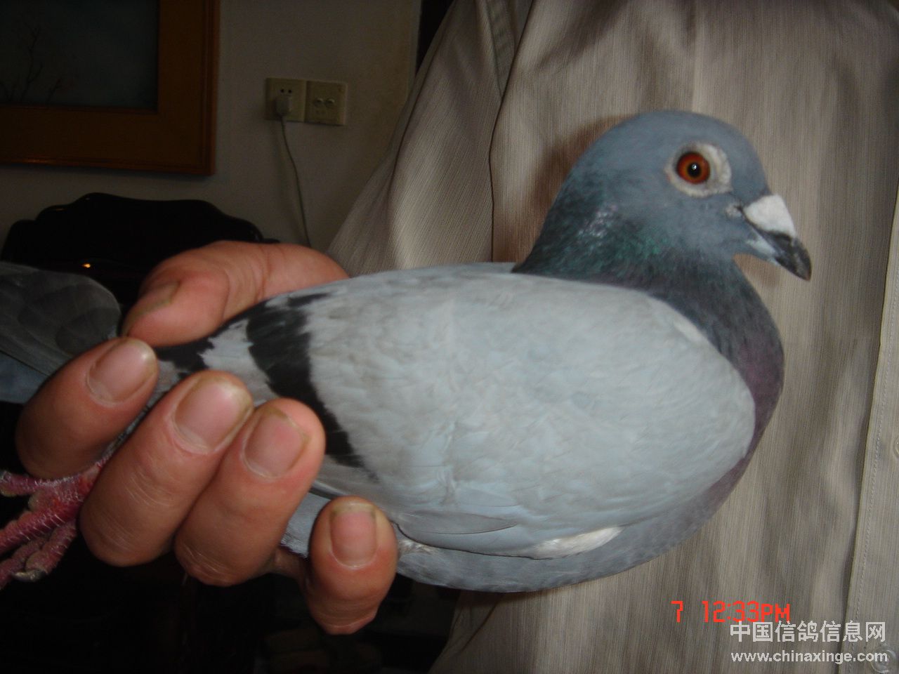哈密超远程冠军信鸽图片,超远程赛鸽纪录