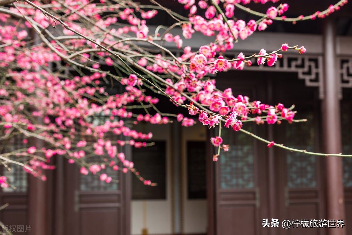 杭州郊外踏春,踏春杭州