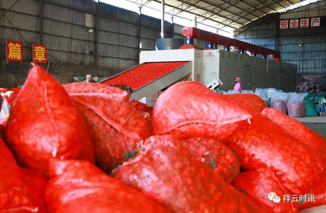 祥云：烘干一粒椒，致富一方人