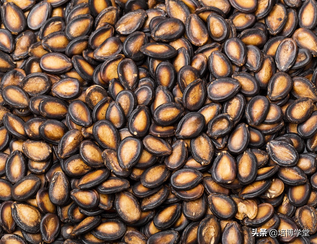 西瓜之乡东明西瓜价格,西瓜之乡宣传