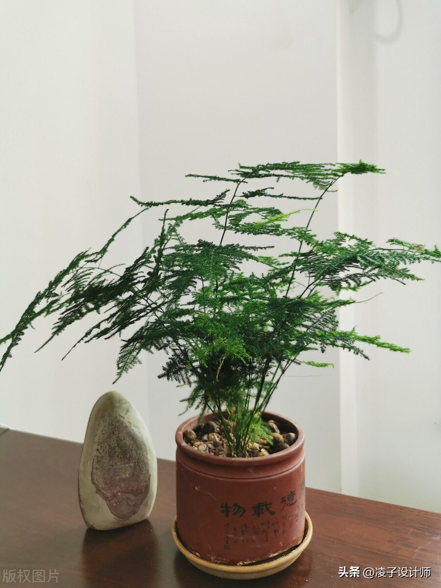 装修完放绿植去甲醛吗有影响吗,装修完放什么吸附甲醛