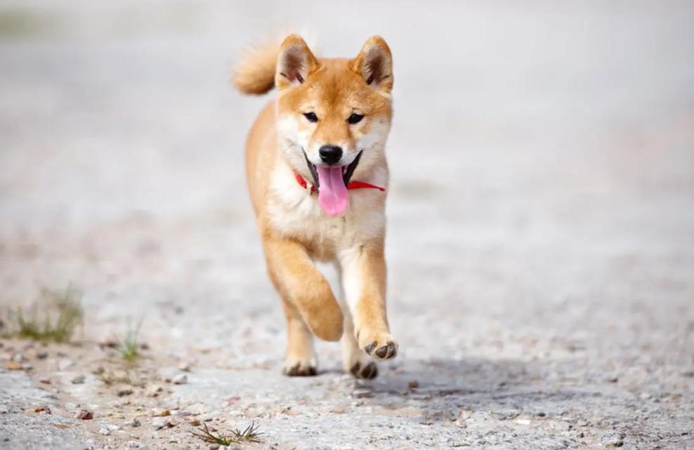 奉劝新手养狗别选这6种狗狗,养狗知识大全适合养什么样的狗狗