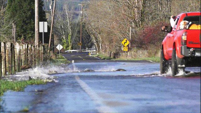 国内的假三文鱼是什么鱼,哪种才是真正的三文鱼