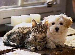 狗吃猫粮要不要紧,狗吃猫粮有问题吗