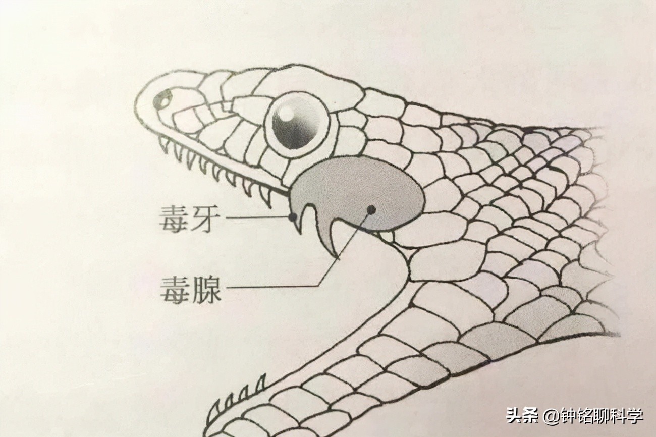 蛇的报复,蛇的报复结局