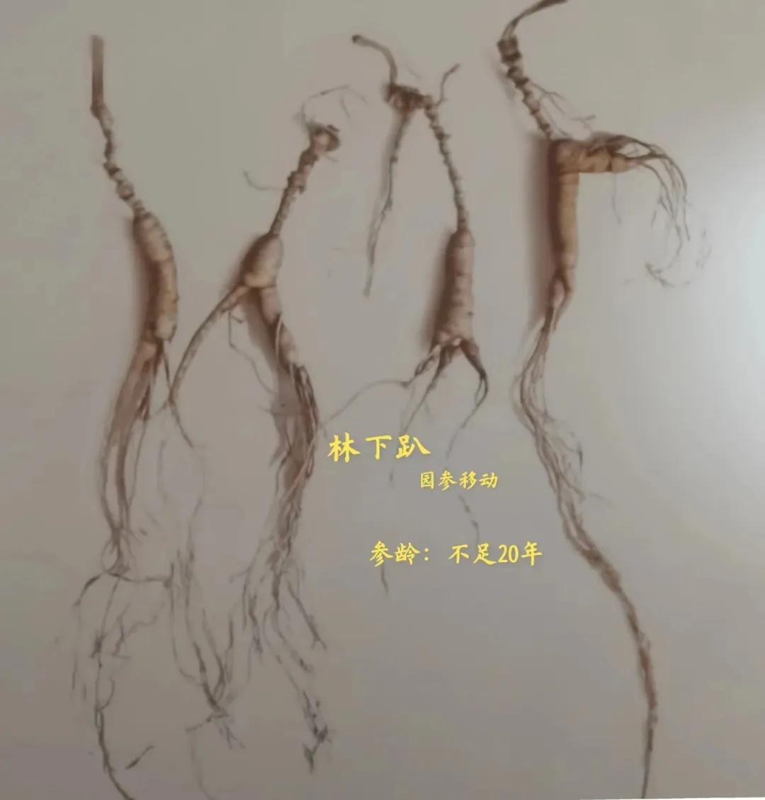 林下参觅货是什么意思,林下参的籽货与蜜货的怎么辨别