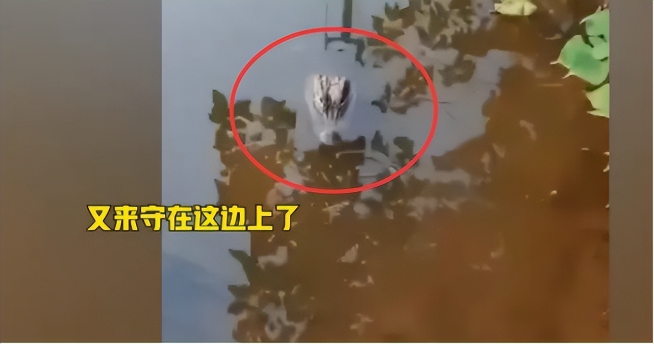 安徽池塘里的扬子鳄,安徽扬子鳄居民每天饮水