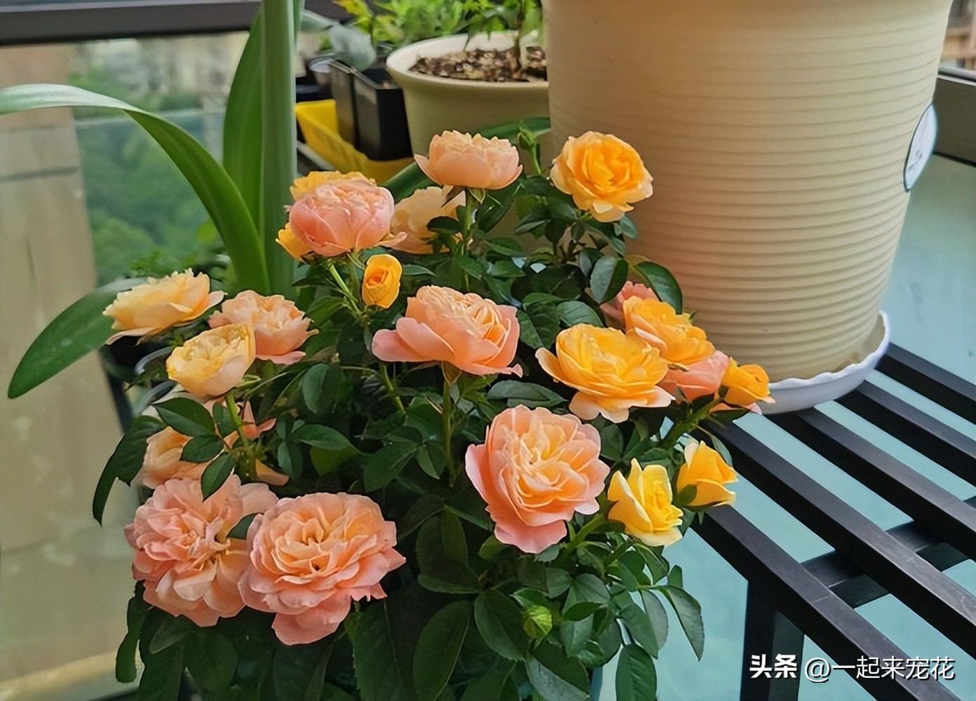 月季花最勤花最容易开爆盆的品种,十大经典月季花品种图片