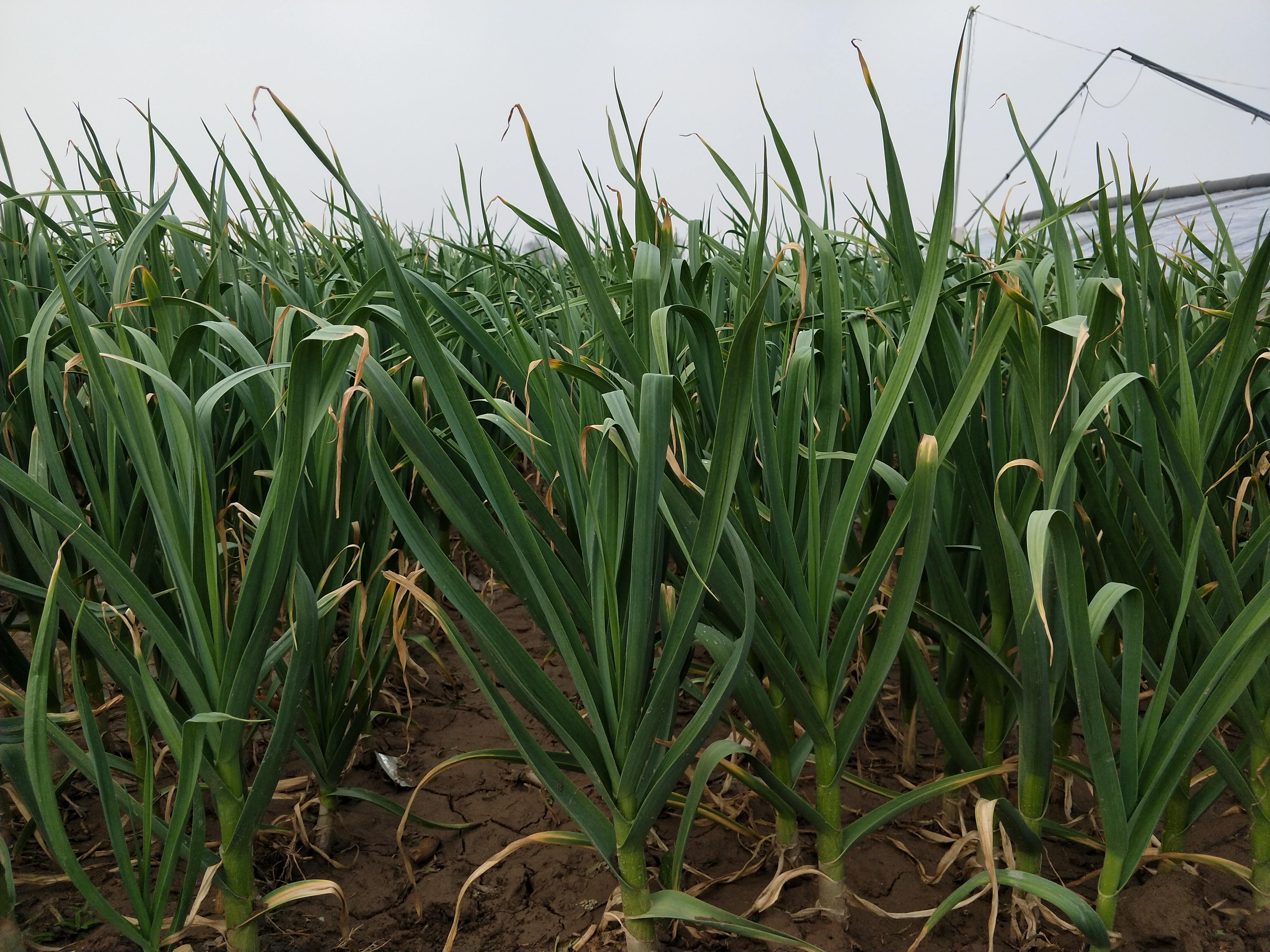 大蒜长势不好怎么回事,大蒜长不好要怎么办