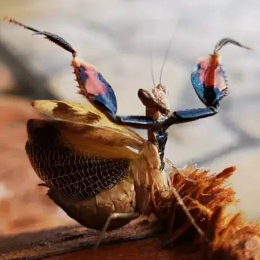 螳螂吃掉自己丈夫的头,螳螂为什么吃掉配偶螳螂吃蛇