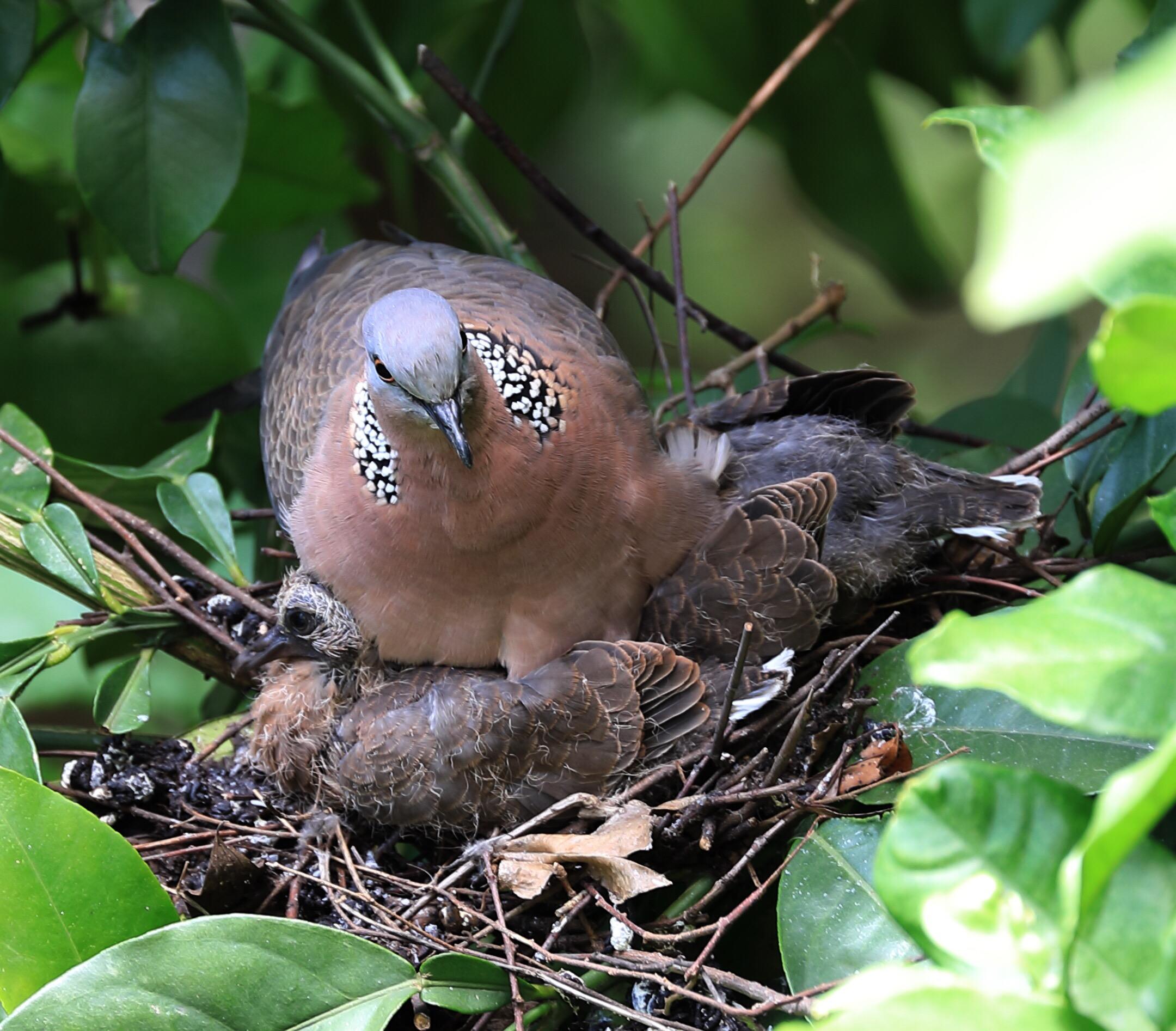 斑鸠一般生活在什么地方,东北野外斑鸠一般夜间在哪里栖息