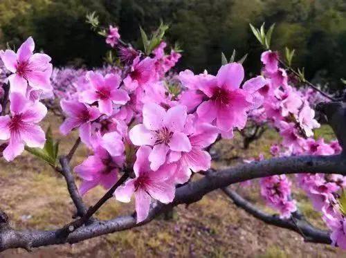 濮阳县人民医院：角落盛开英雄花