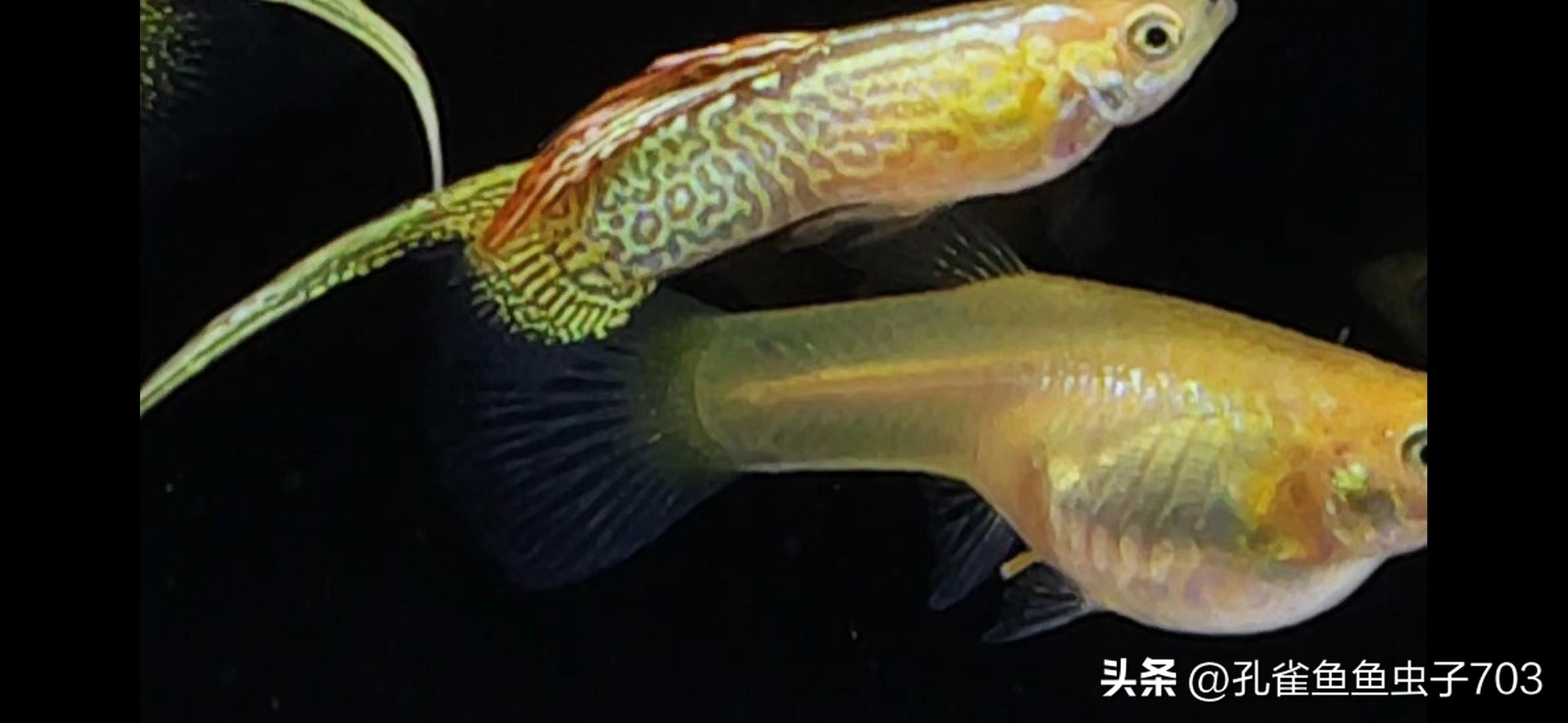 春季鱼为什么死亡如何救活,自己养的鱼无征兆死亡怎么回事