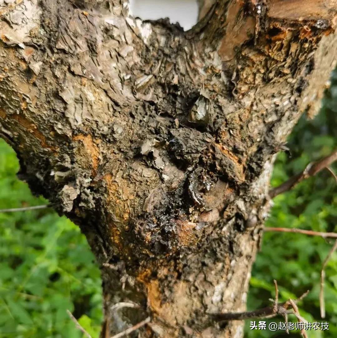 樱桃树伤口多久可以愈合,樱桃树如何快速愈合伤口