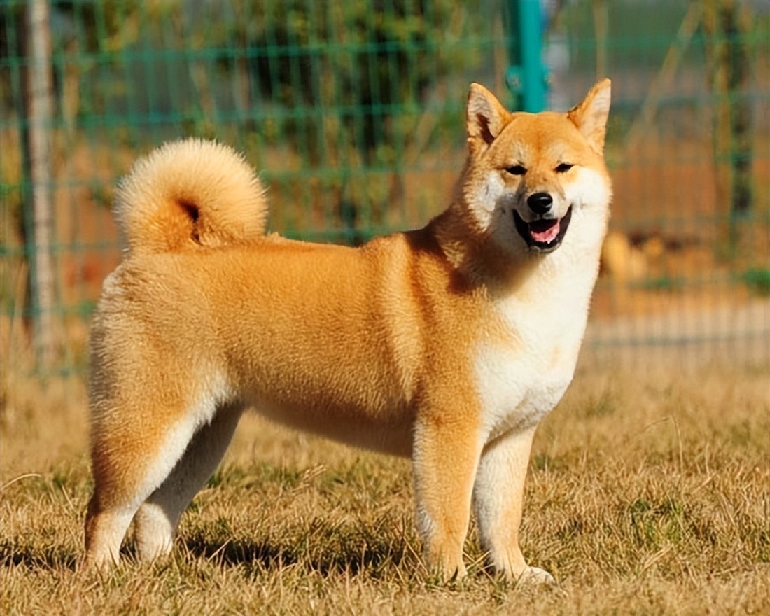 全世界十大名犬排行榜发布,世界上最好的十大萌犬