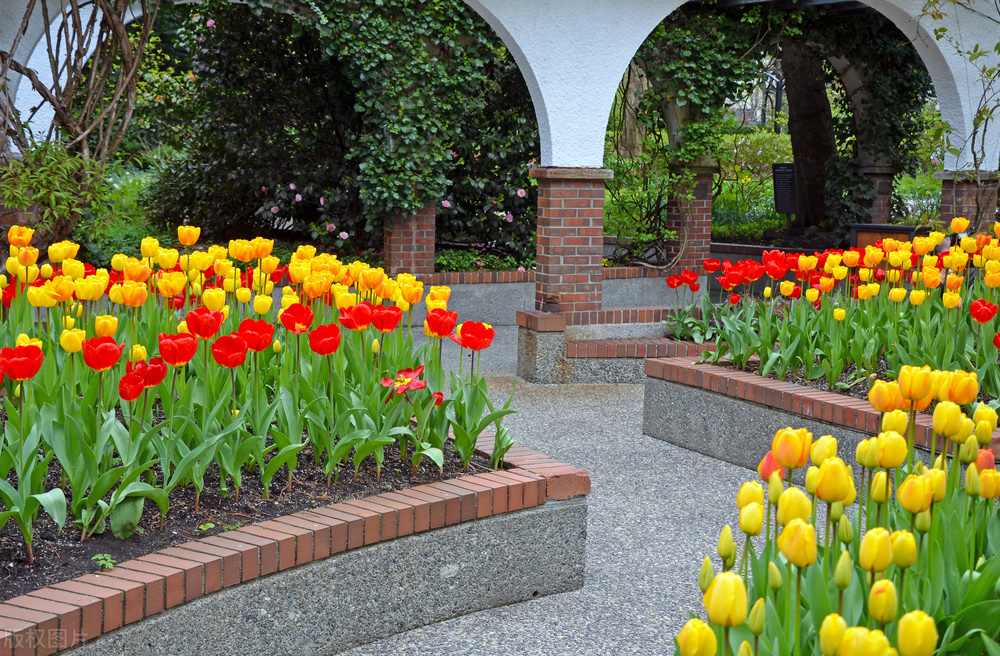 郁金香泡沫对于荷兰有何影响,荷兰郁金香泡沫最大的赢家是谁