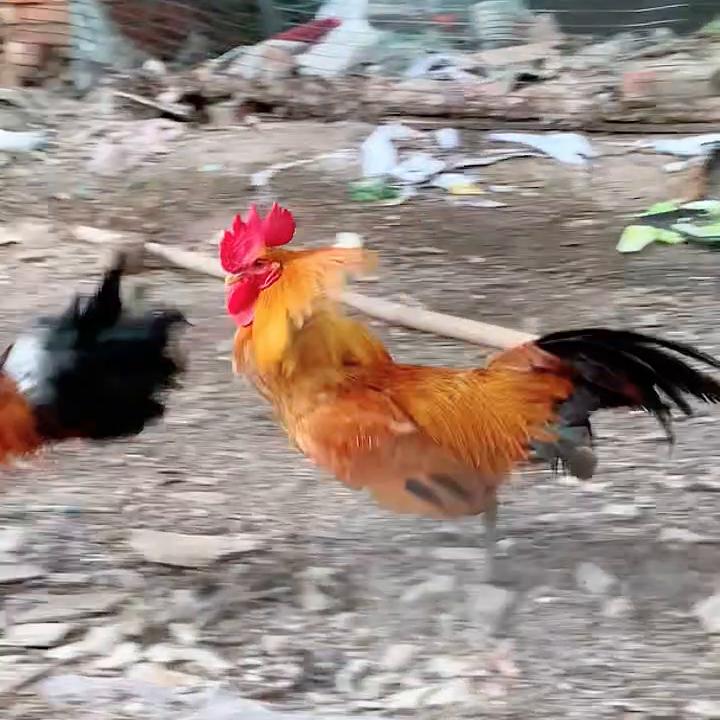 西门吹雪VS杀手漂亮的大公鸡#土鸡打斗