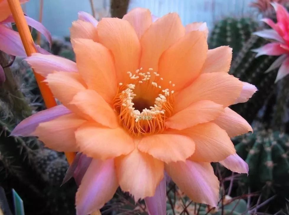 200种·仙人球开花图鉴，大开眼界，美到爆