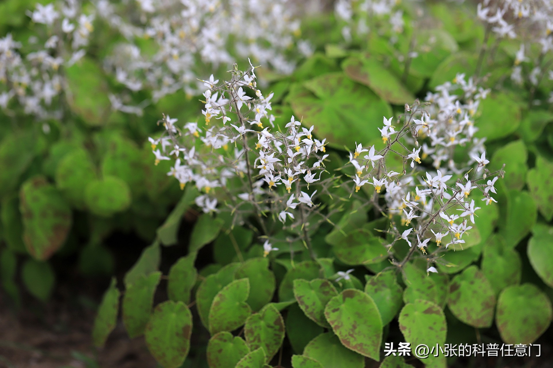 淫羊藿野生和种植效果有区别吗,淫羊藿根系