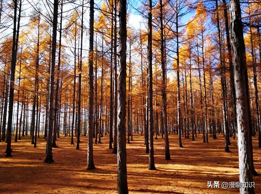 落叶松根部含二氢槲皮素功效,落叶松对人体有什么好处