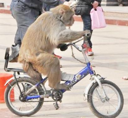 高智商章鱼：幸亏产卵后“自杀”，不然大概率会成为“海洋霸主”