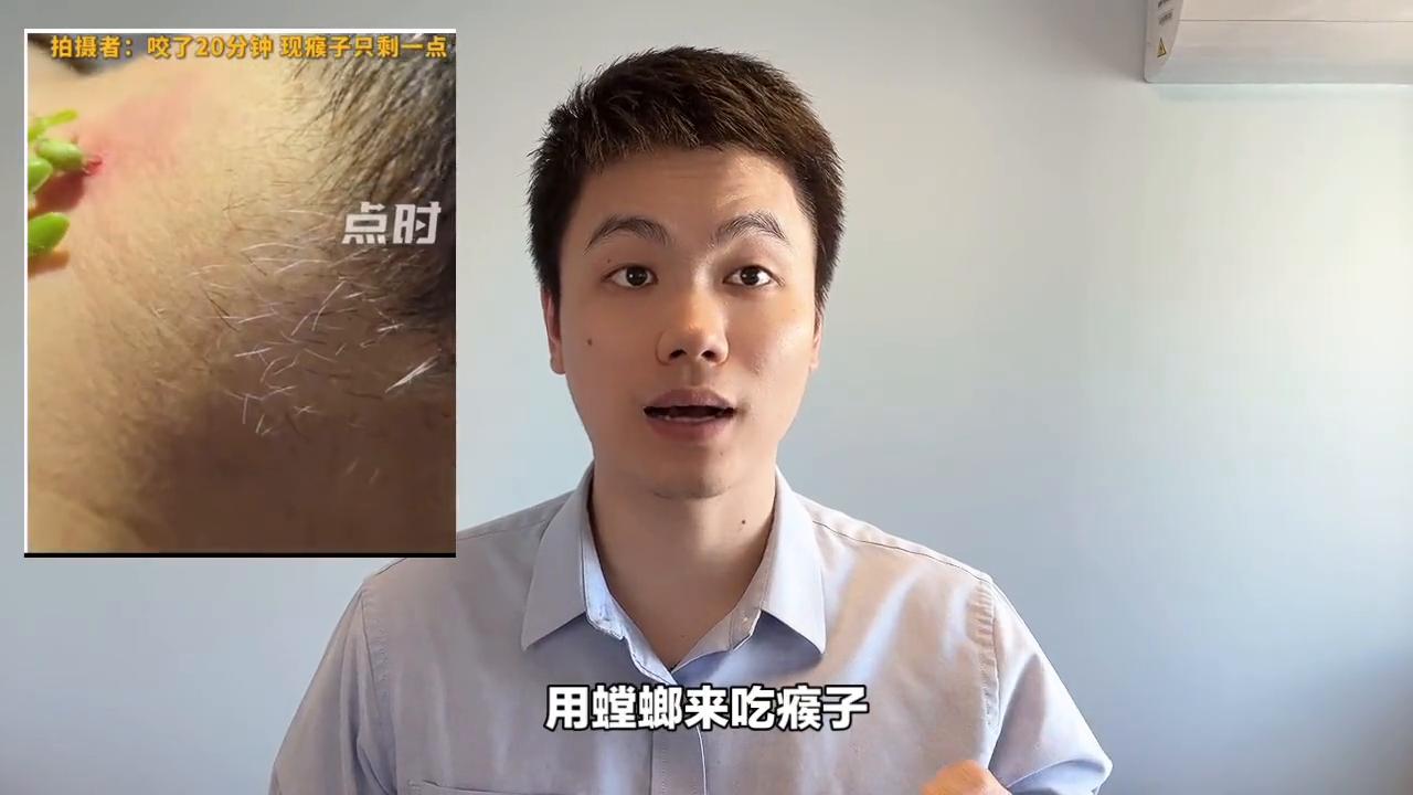 螳螂吃猴子民间偏方,用螳螂治疗瘊子视频来源