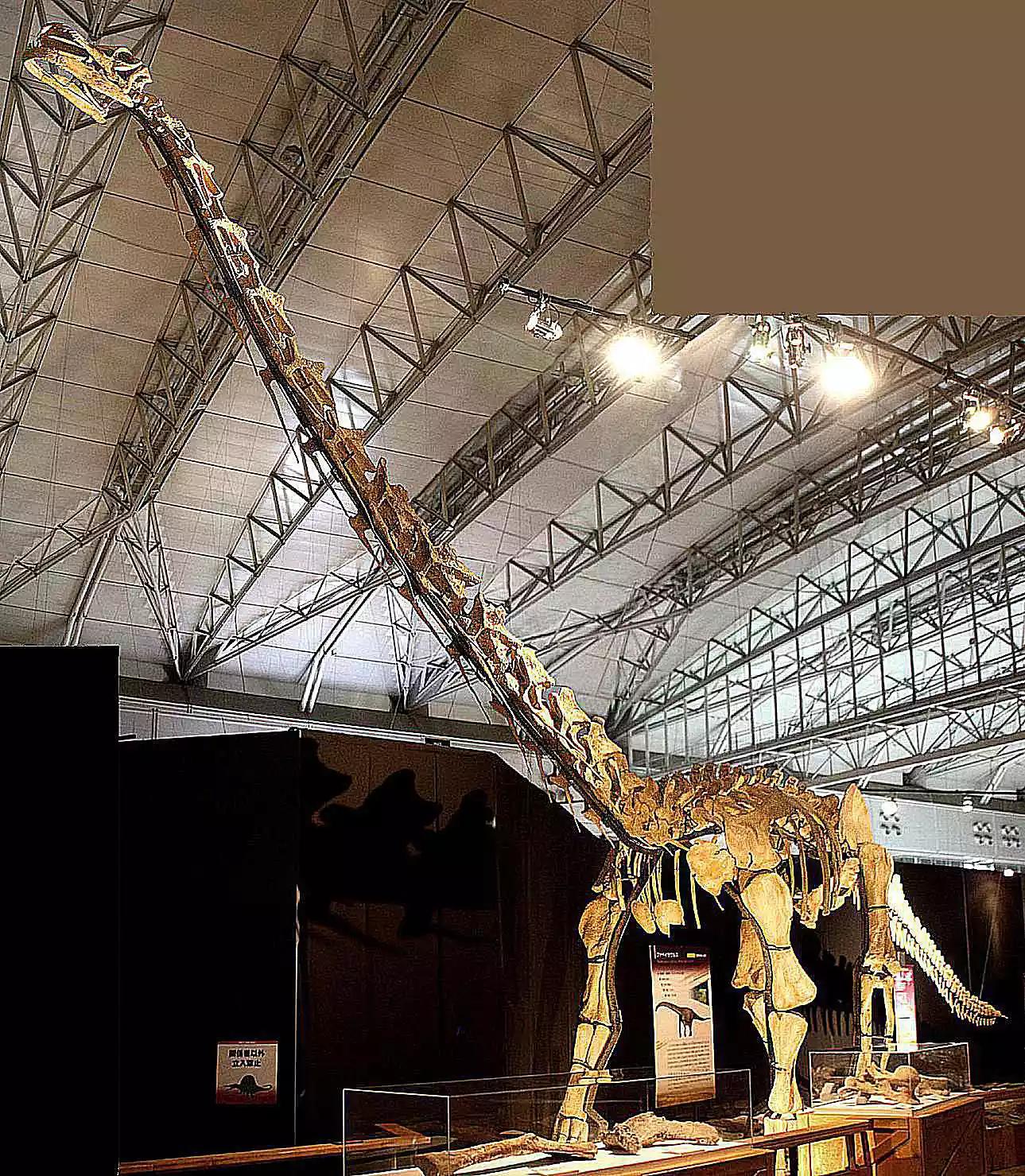 泰坦巨龙图片从哪来的,泰坦巨龙恐龙图片和简介