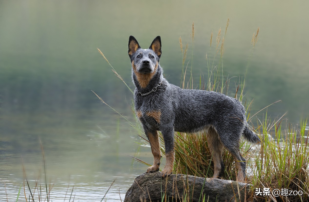 最适合看家护院的十种狗狗是哪些,十大适合家养的护卫犬有哪些