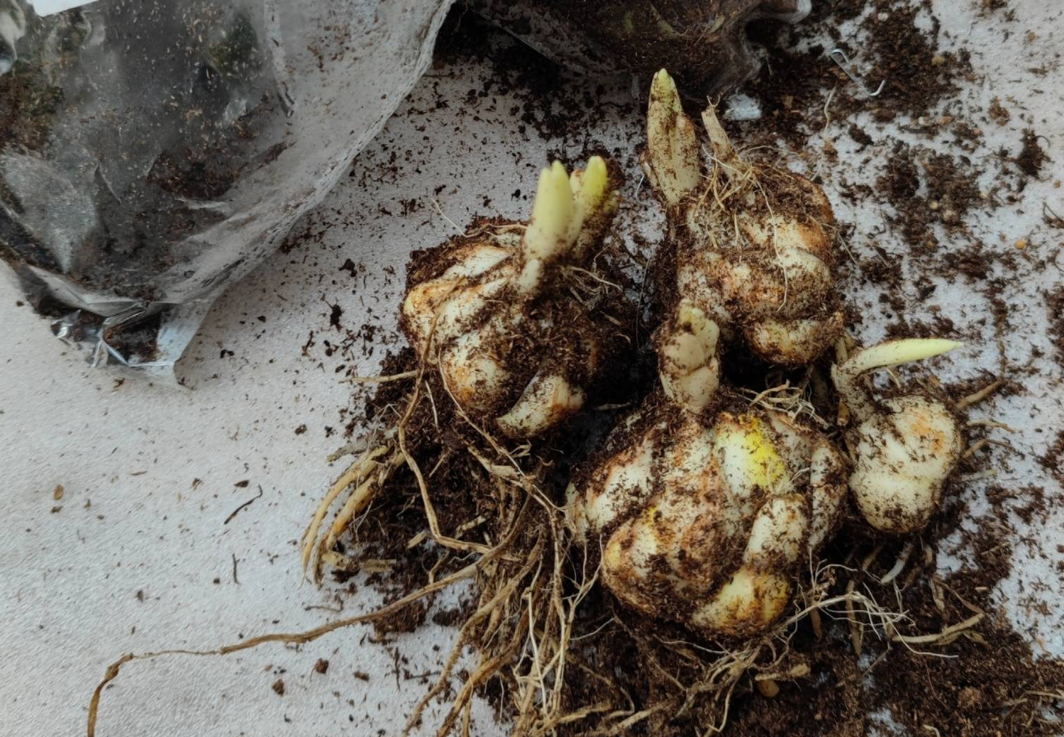 冬季盆栽百合花开完怎么处理,百合花种球冬季种植方法