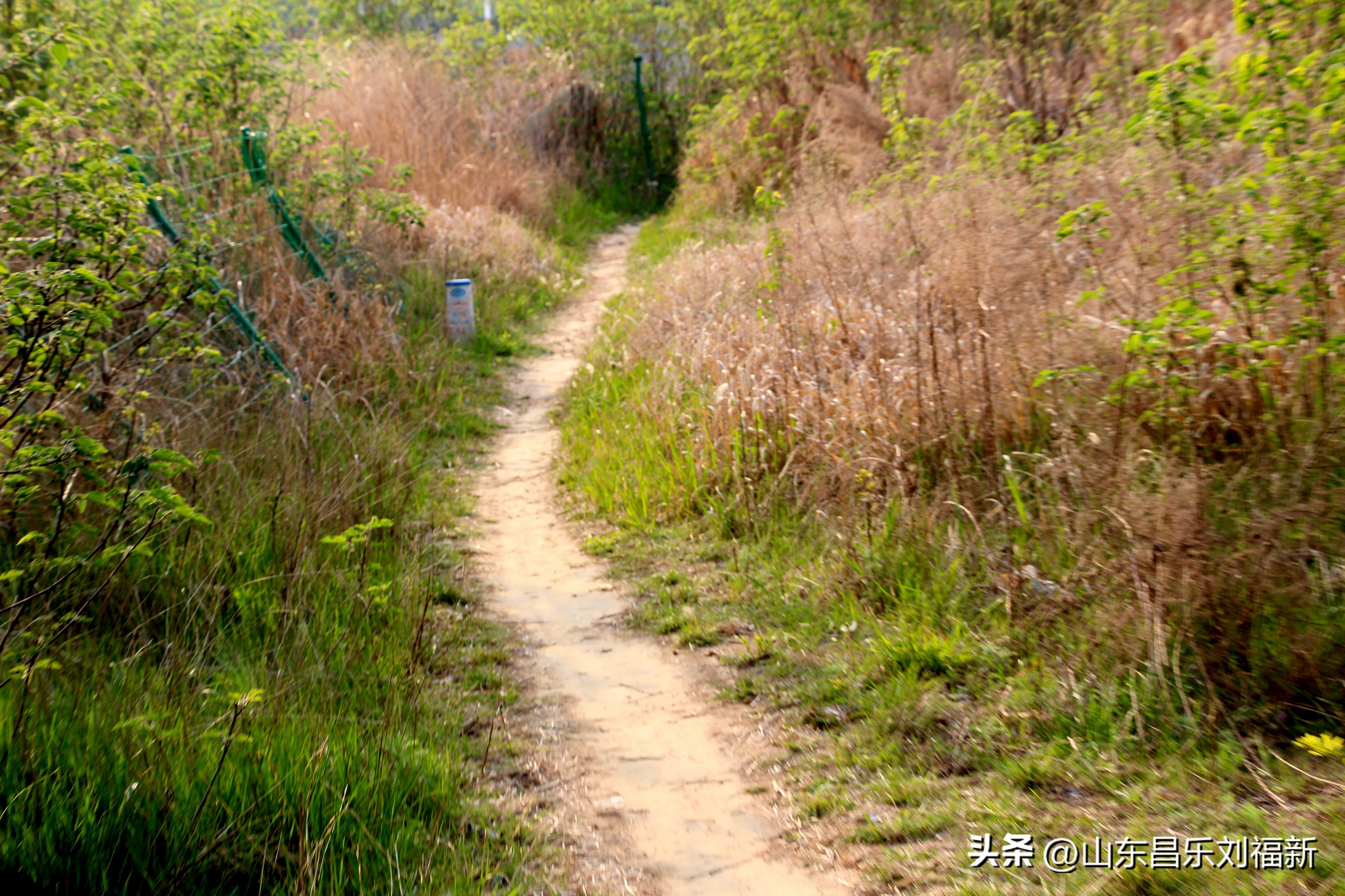 洋槐花·万马奔腾电器·鄌郚医院贴膏药