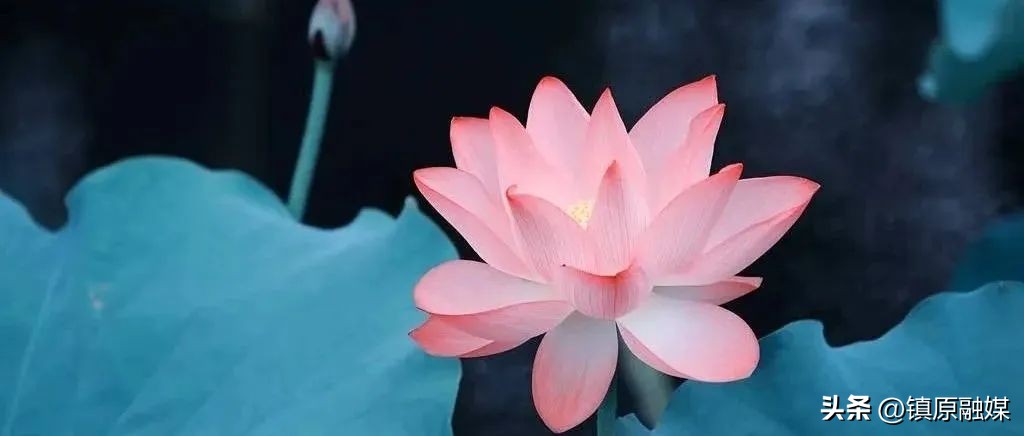 尘缘讲的是人生感悟吗,看淡尘缘自安心的句子