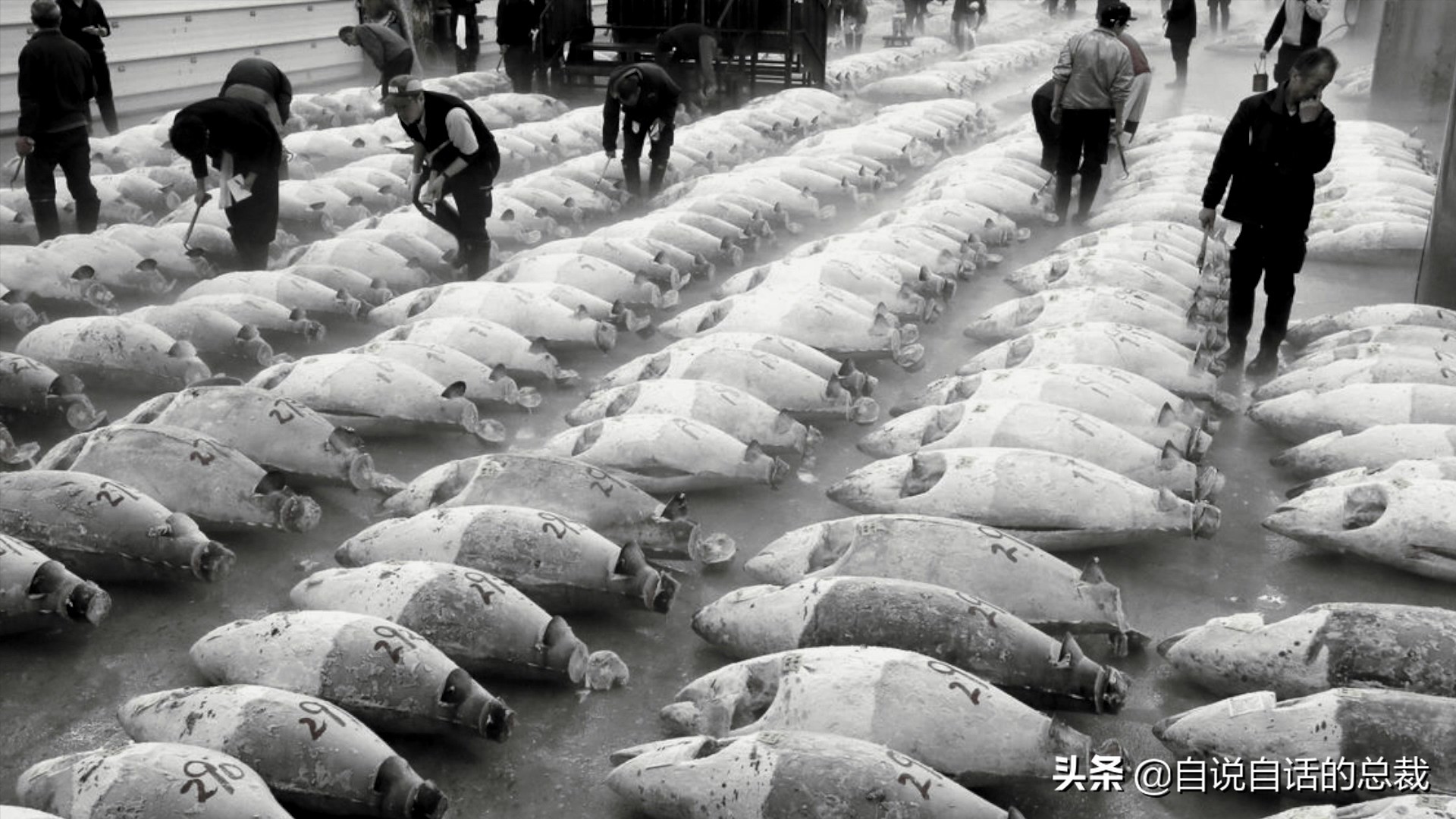 目前野生大黄鱼为什么这么贵,大黄鱼最贵价格多少钱一斤