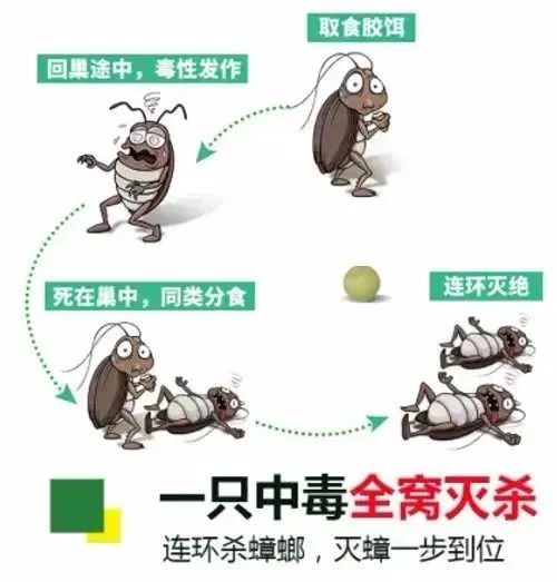 怎样灭蟑螂最快最有效,怎么灭蟑螂最好最有效方法