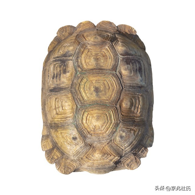 190岁乌龟过生日，活到今天熬过39届美国总统，还跟拿破仑有关系
