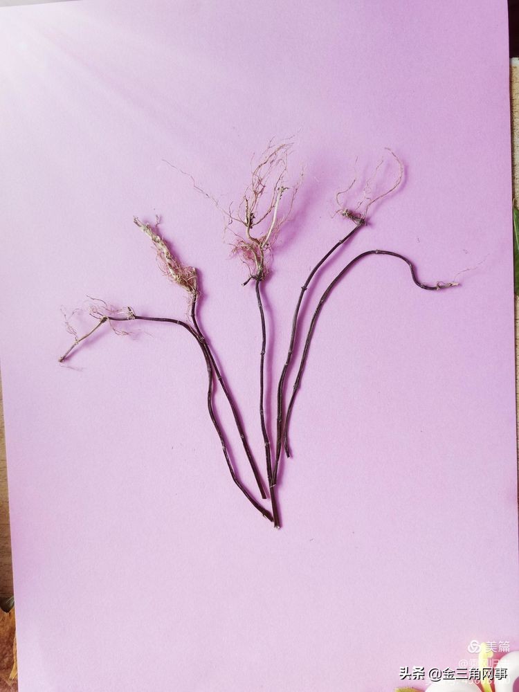 临猗庙上初中推进并践行植物标本课程