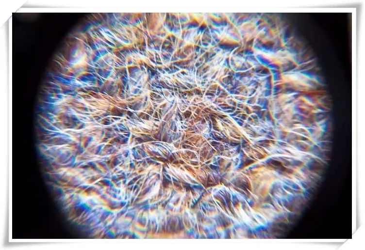 为什么进口面料比国产的好那么多？