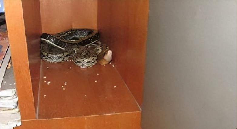 “蛇灭门”到底有多神奇？揭秘老人口中的杀蛇神器！