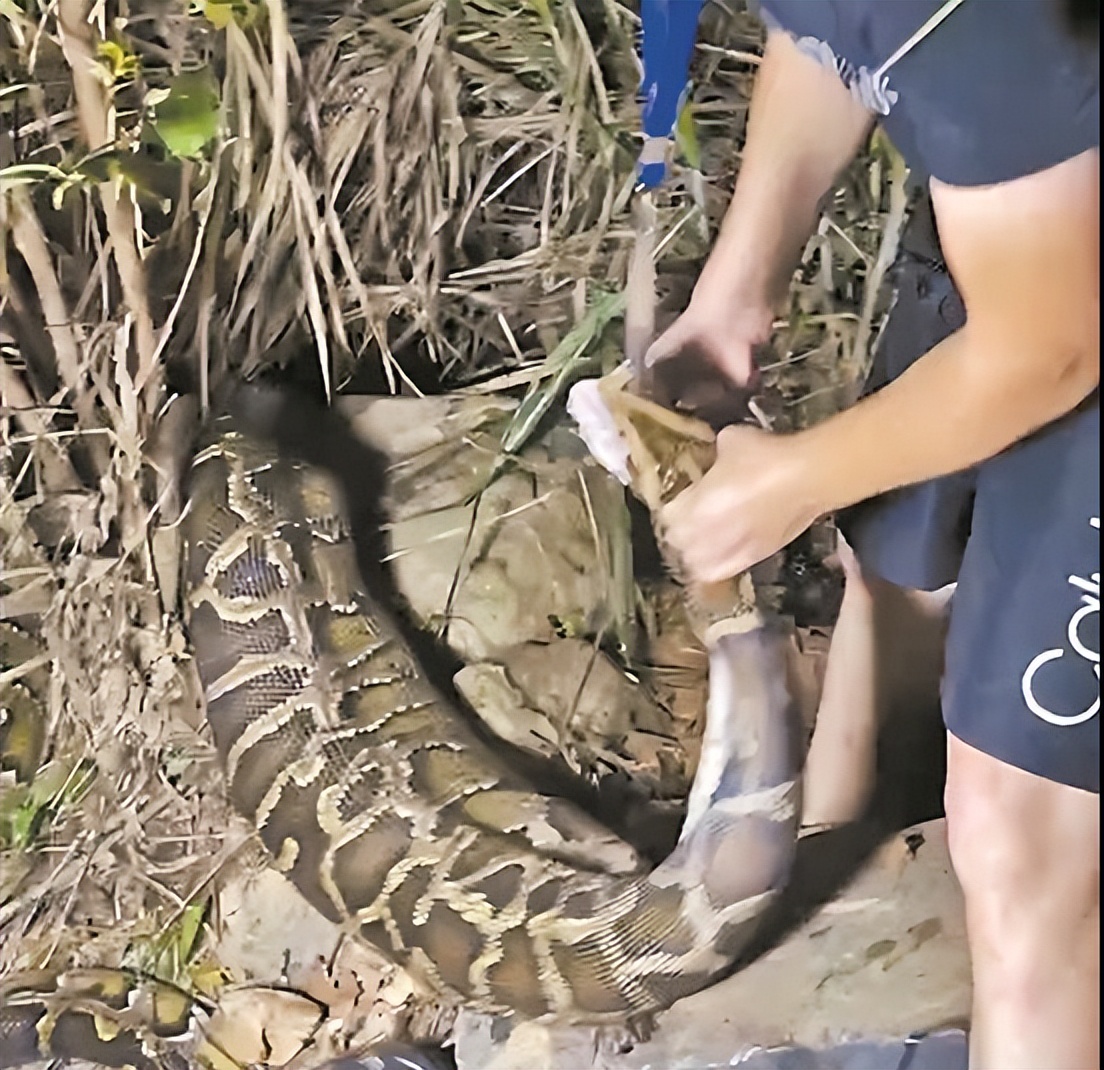 蟒蛇活吞一条蛇,福建泉州蟒蛇吞80多斤羊
