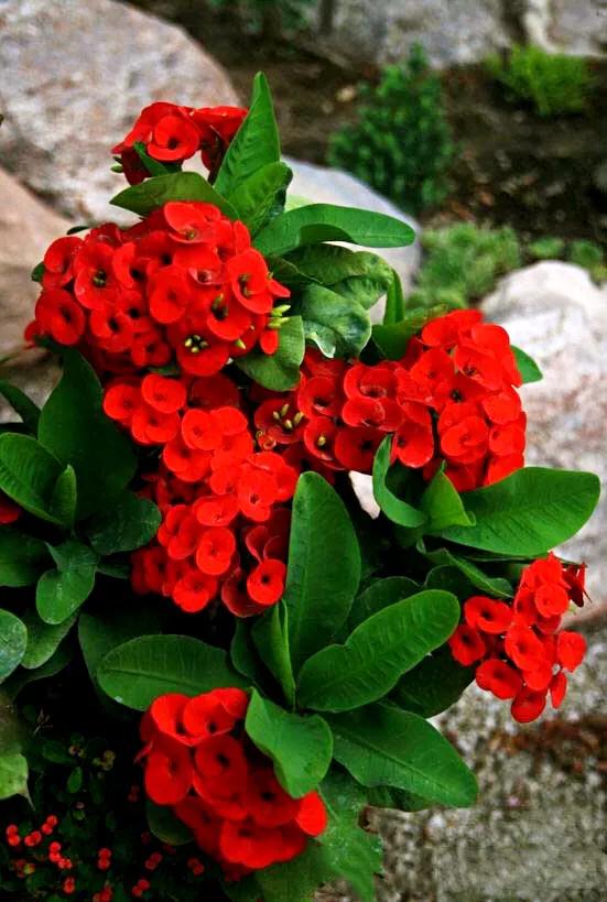 虎刺梅开花像海棠一样红,虎刺红梅花