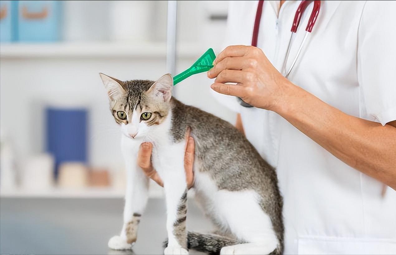 猫咪常见寄生虫病的介绍,猫咪寄生虫感染什么症状