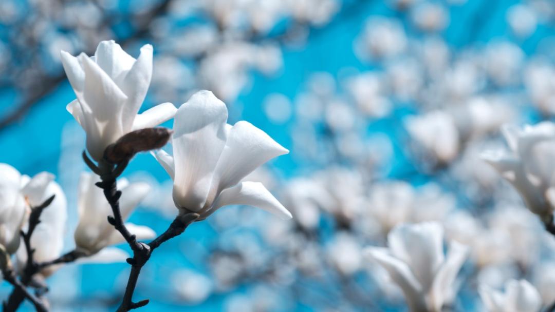 白玉兰为什么被评为上海市市花,中国国花上海市花白玉兰