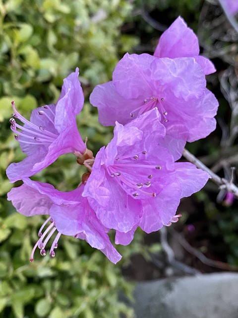 干枝杜鹃有毒吗,干枝杜鹃泡水多久开花