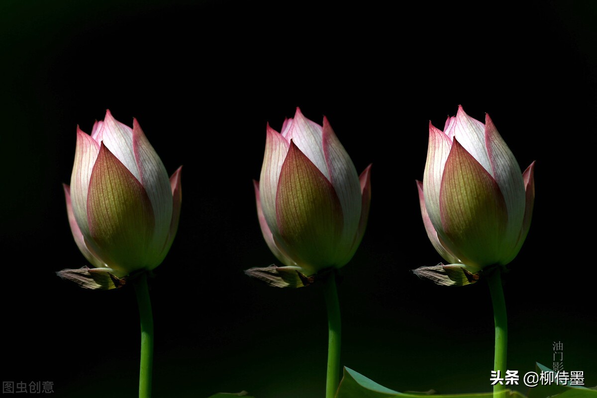 如何拍荷花才不俗,拍摄荷花忌讳