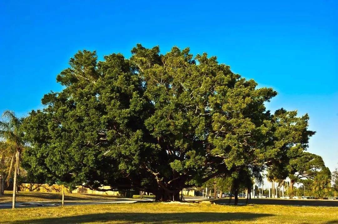 菩提树风景视频,菩提树唯美视频