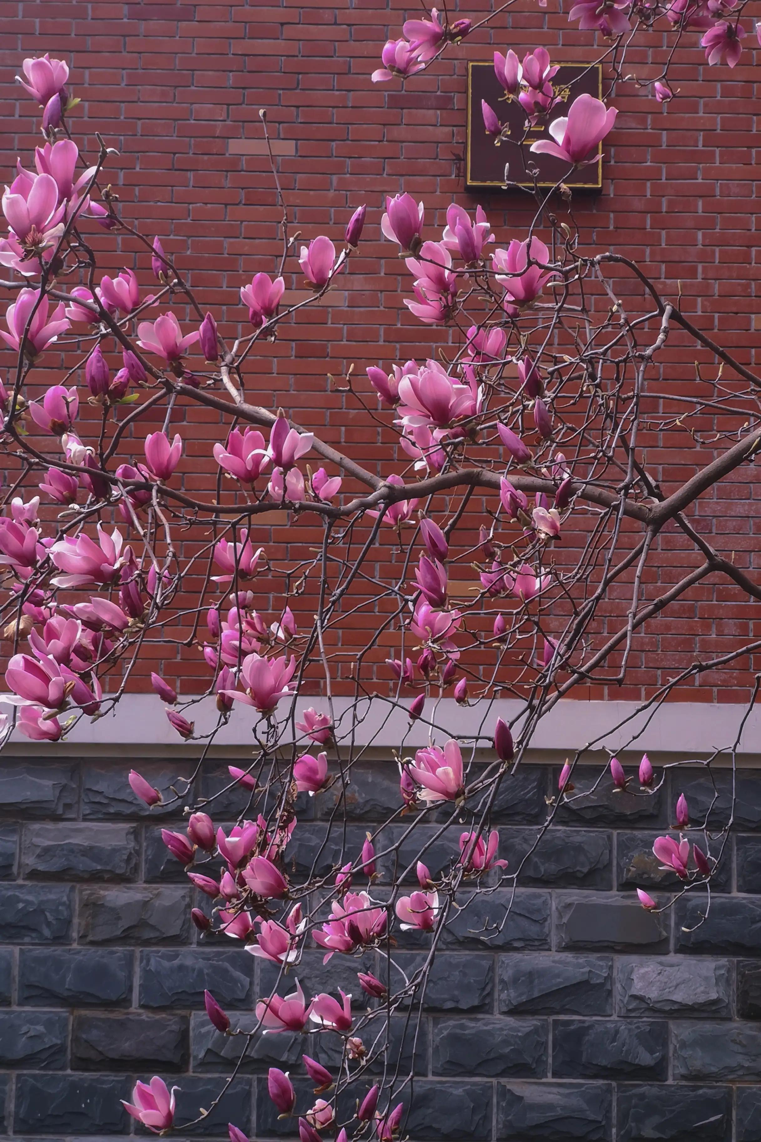 两岁读诗出口成章（天才养成计划之一）