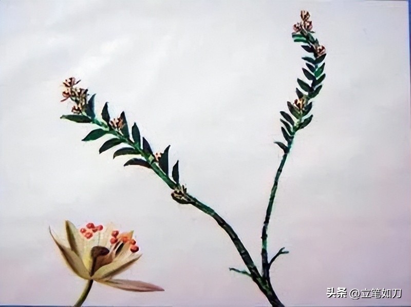 辽宁凌源:世界第一朵花在这里盛开!