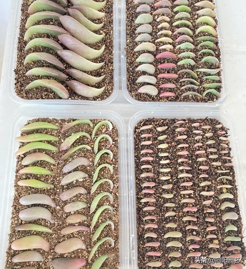 多肉怎么用叶片繁殖,多肉几月份适合砍头或叶插