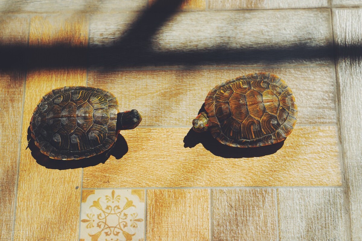 从土里挖出来的蚯蚓巴西龟能吃吗,巴西龟可以吃海蚯蚓吗